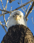 American Bald Eagle 1827